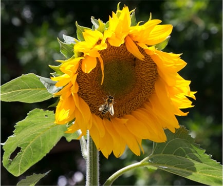 bee inside a sunflower